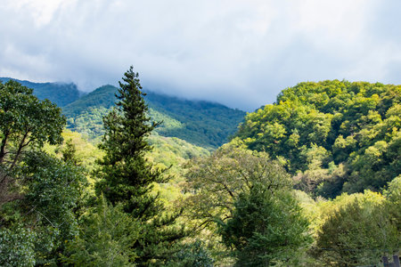 In the mountains of Abkhazia at an altitude of 1000 meters above sea level, many different types of trees grow, forming forests.の写真素材