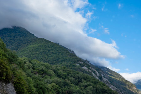 In the mountains of Abkhazia at an altitude of 1000 meters above sea level, many different types of trees grow, forming forests.の写真素材
