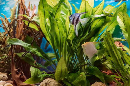 Image, close-up, decorative aquarium fish, angelfish swim in an aquarium among aquatic plants.の写真素材