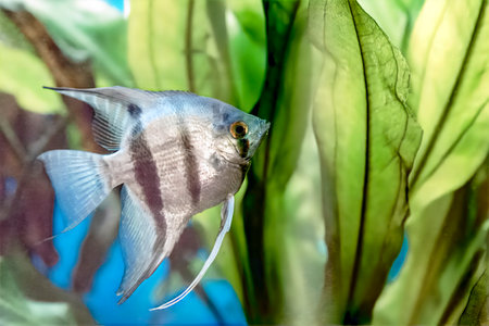 <p>Image, close-up, decorative aquarium fish, angelfish swim in an aquarium among aquatic plants.</p>の写真素材
