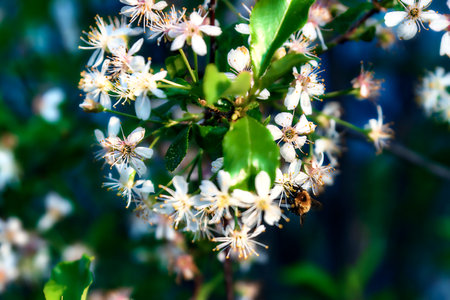 Spring early sunny morning, a bee sits on a cherry blossom.の写真素材