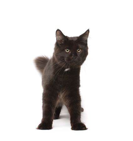 Black maine-coon の写真素材