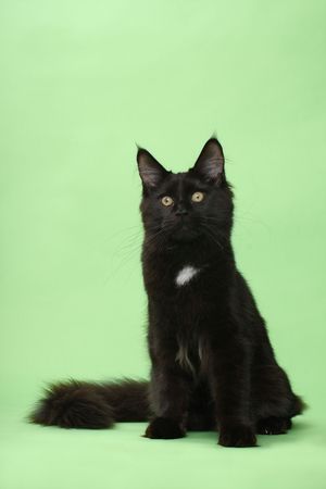 Black maine-coon over greenの写真素材