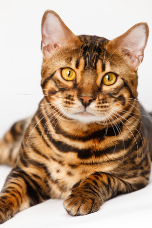 Bengal Catの写真素材