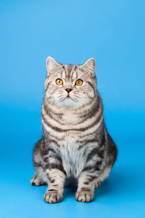 British Shorthair Catの写真素材