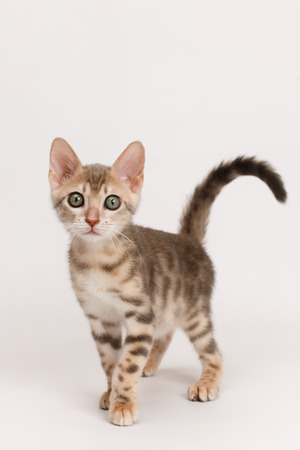 Blue Bengal Kittenの写真素材