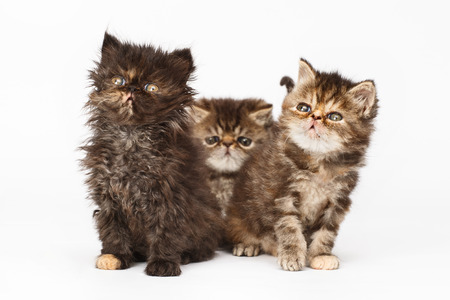 Persian kittensの写真素材
