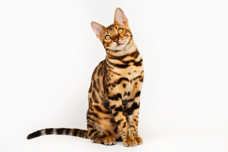 Bengal Catの写真素材