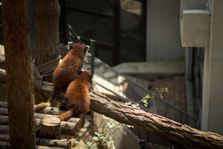 Red panda in the zoo. Red panda in the zoo.