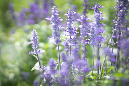 beautiful background with spring blue flowers in the rays of the sunの写真素材