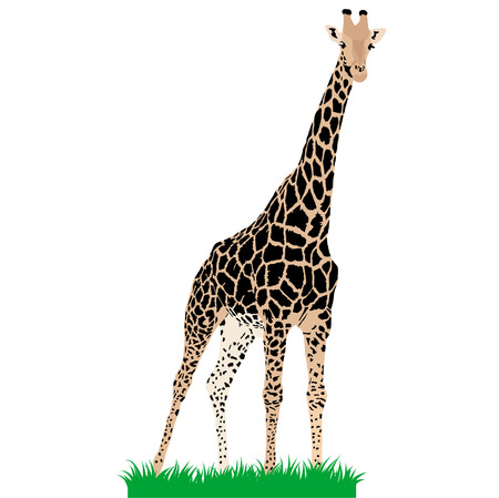 African animals 3 : Vector giraffeのイラスト素材