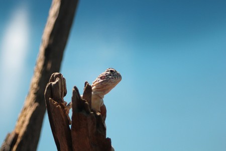 Lizard on blueの写真素材