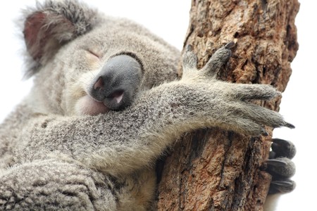 Sleeping koala isolated on whiteの写真素材