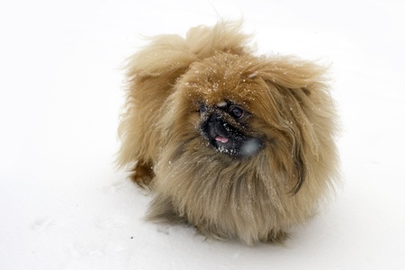 Pekingese on snow  White backgroundの写真素材