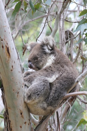 Australian Koala Bear sleeping in eucalyptus treeの写真素材