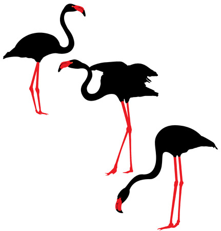 Flamingo  black and red Silhouettesの写真素材