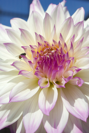 White and pink dahlia on blue skyの写真素材