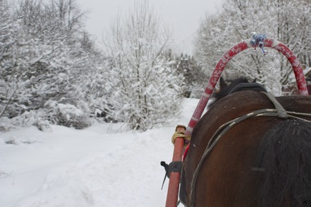 Winter landscape with horse drawning a sleighの写真素材