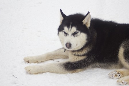Husky on snowの写真素材