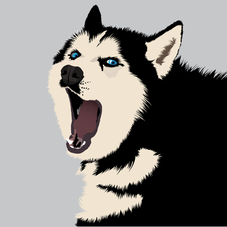 Vecotor illustration of yawning husky black and white dogのイラスト素材