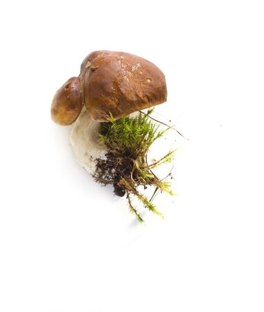 Raw mushrooms collection. Boletus with moss whiteの写真素材