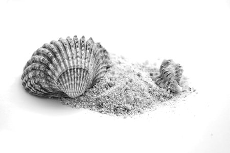 Summer concept : shells and sand isolated on whiteの写真素材