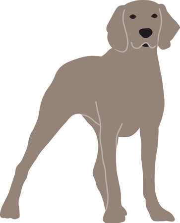 Gray Weimaraner dog stands in full growthのイラスト素材