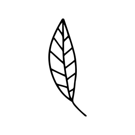 Vector doodle leaf plant isolatedのイラスト素材