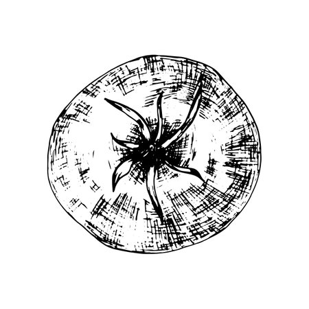 Tomato top view vector graphic sketch. hand drawn tomato ink pen illustrationのイラスト素材