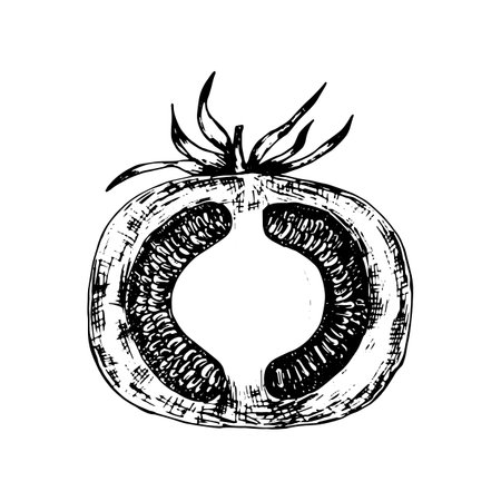Tomato vector graphic sketch. Hand drawn tomato in section ink pen illustrationのイラスト素材