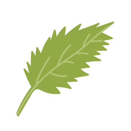 Hand drawn vector leaf illustration. Vector green leaf isolated. Simple cartoon style sketch.のイラスト素材