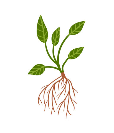 Plant with root. Vector hand drawn plant with green leaves and brown roots.のイラスト素材