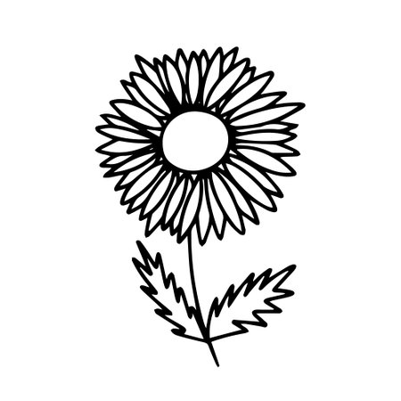Vector doodle sunflower illustration. hand drawn flower sketchのイラスト素材