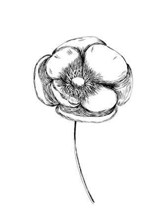 Vector poppy flower sketch. Hand drawn poppy sketch isolatedのイラスト素材