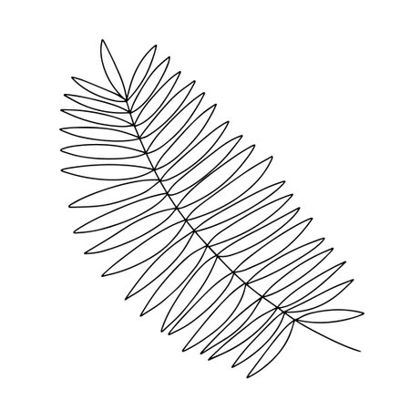Palm tree leaf doodle illustration. Vector hand drawn palm tree leaf isolatedのイラスト素材