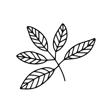Doodle beech leaf vector sketchのイラスト素材