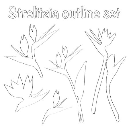 Vector outline set different kinds of strelitzia flower. Strelitzia, crane lily, bird of paradise. Outline hand drawn set design for textile, greeting cards, interior decoration.のイラスト素材