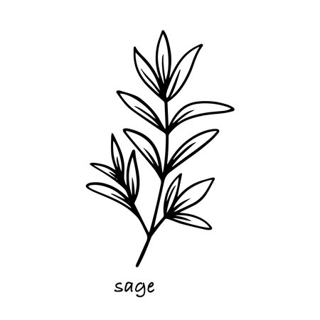 Sage branch vector hand drawn sketchのイラスト素材