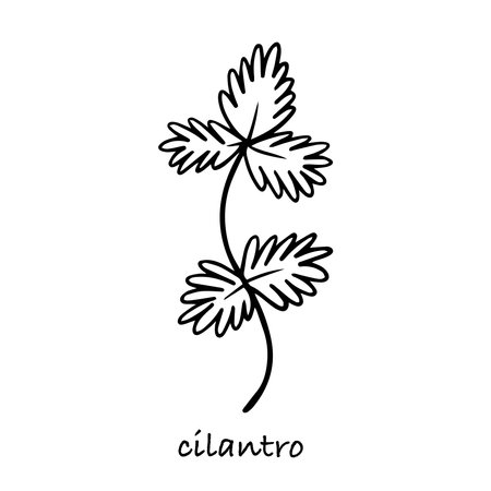Cilanto branch hand drawn vector sketchのイラスト素材