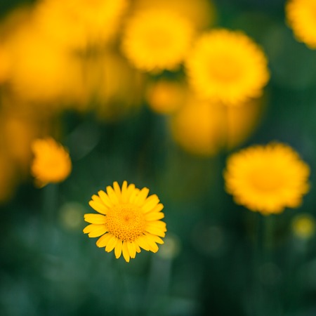Nature yellow flower in summer garden. Outdoor shot.の写真素材
