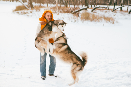 Man walking with dog winter time with snow in forest Malamute and Huskies friendship. Outdoor.の写真素材