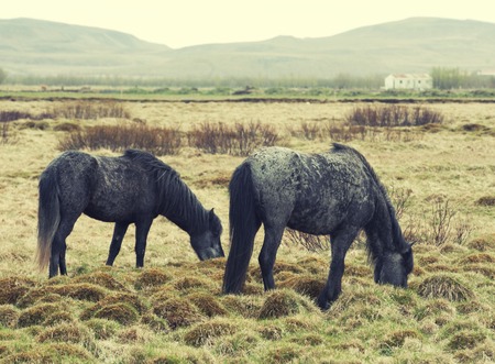 Iceland horses pony in the field. Outdoor shot.の写真素材
