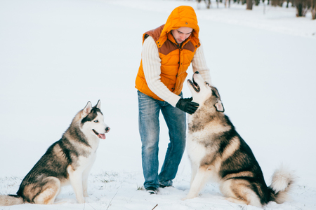 Man walking with dog winter time with snow in forest Malamute and Huskies friendship. Outdoor.の写真素材