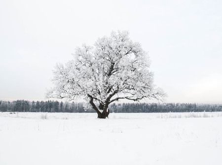 Winter Forest Snow background with Trees. Outdoorの写真素材