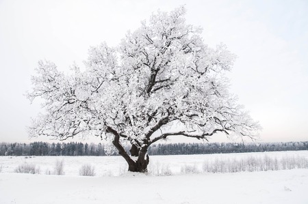 Winter Forest Snow background with Trees. Outdoorの写真素材