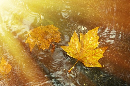 autumn background. Rainy road with maple leaf. Outdoor shot.