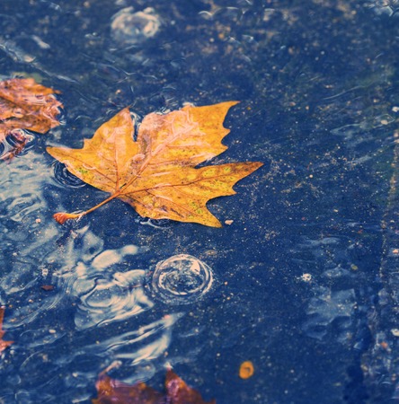 autumn background. Rainy road with maple leaf. Outdoor shot.の写真素材