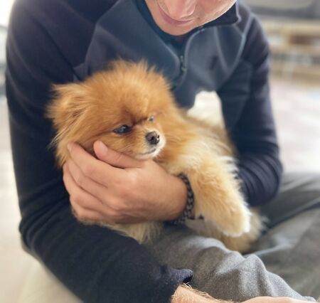 Happy beautiful fluffy puppy on the mans lap.Human and animal connection.Affectionate Spitz, trust and friendship.Gentle hug with best friend.の写真素材