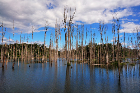 Dry Trees in the Lakeの写真素材