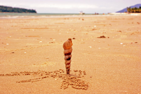 Seashell on a Beachの写真素材